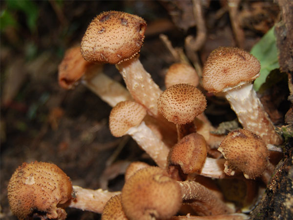 大(dà)興安嶺山(shān)珍産品